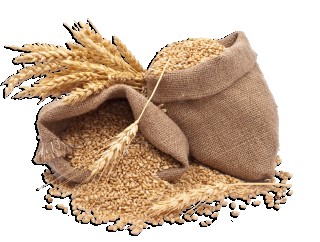 Raw Bansi Wheat [Cleaned-Washed-Dried]